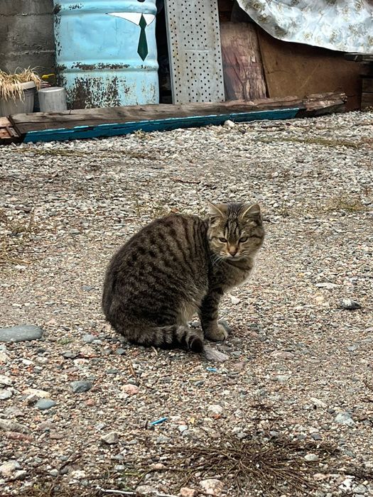 Отдаем кота бесплатно