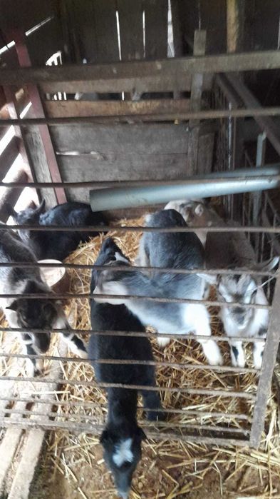 Iezi si capre de vânzare de vânzare 150-450 negociabil