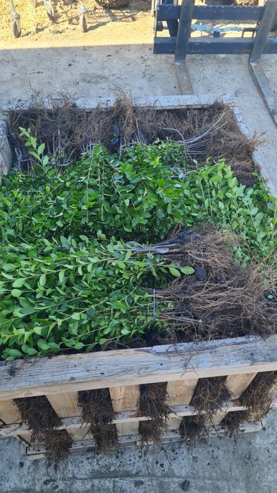 Gard viu Lemn Cainesc Ligustrum Ovalifolium