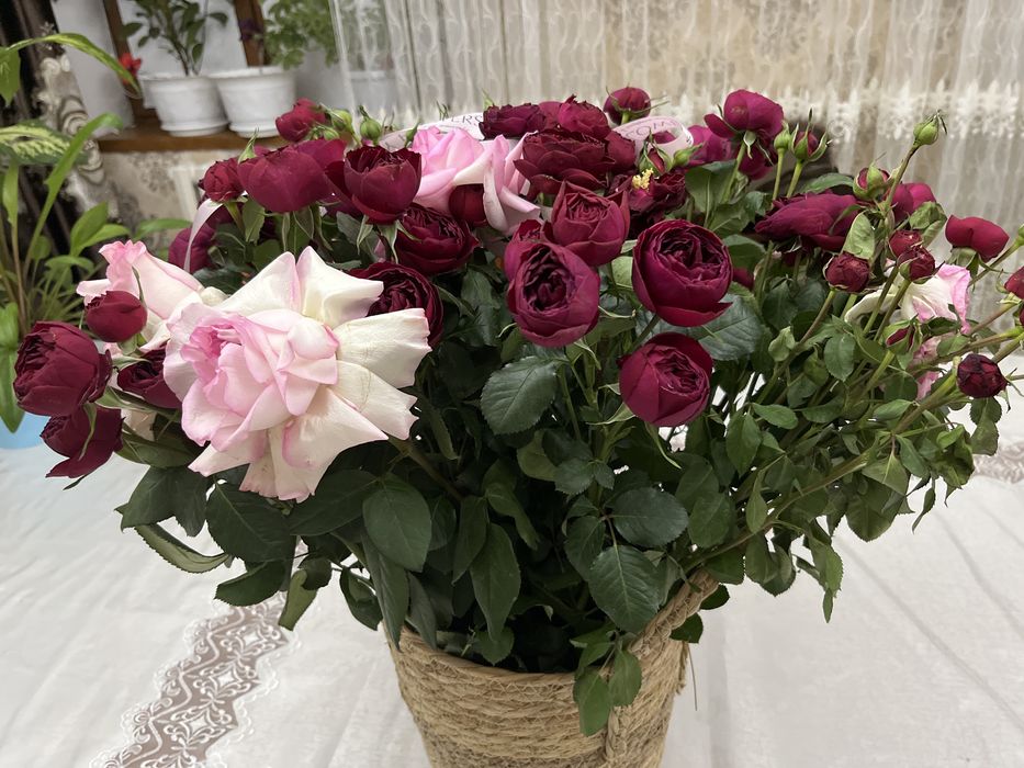 Цветы Шымкент, гүл,гул