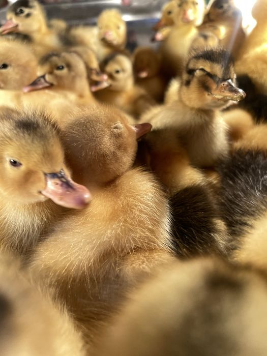 Pekinski ordak jojalari