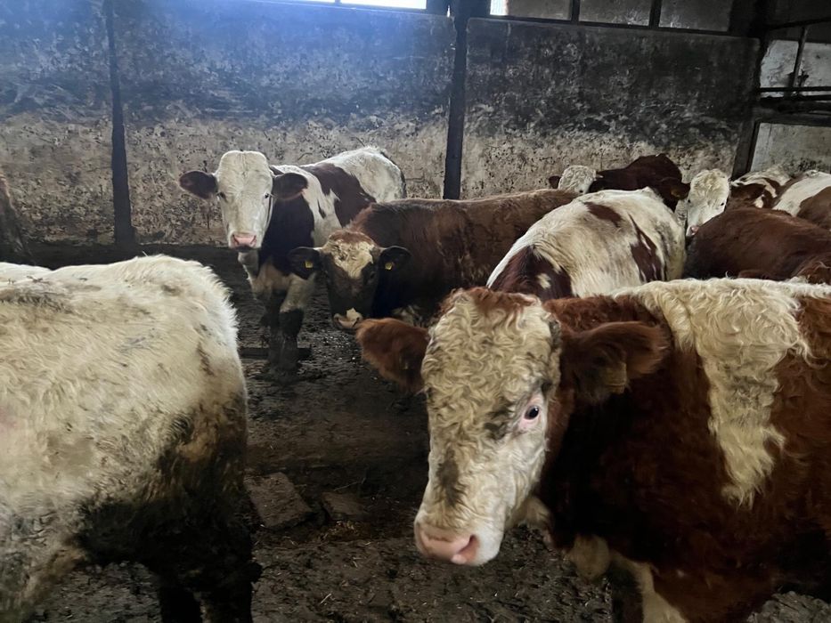 Vand vitei  20 lei/kg