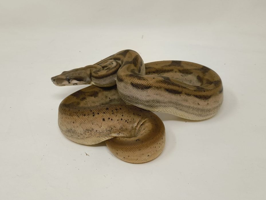 Боа Удушвач       .