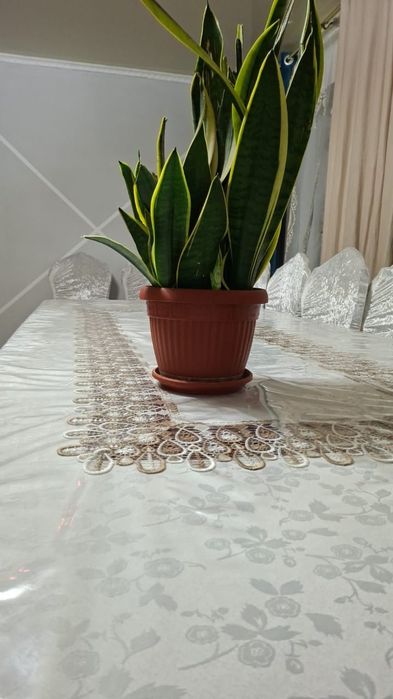 Бөлме гүлдері сатылады