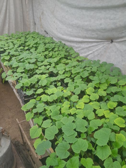 Рассада огурцов пикалино ф1