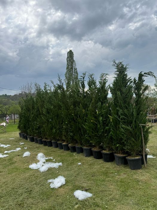 Mesteacăn Tei platani leylandi chiparos