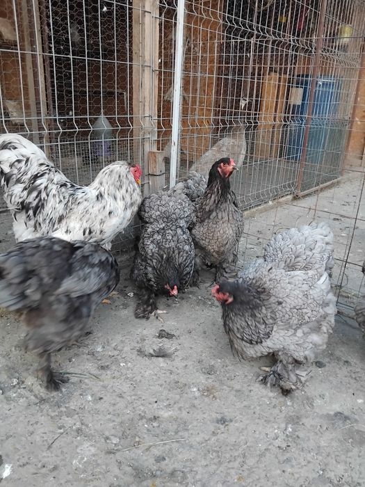 Brahma albastru 2024
