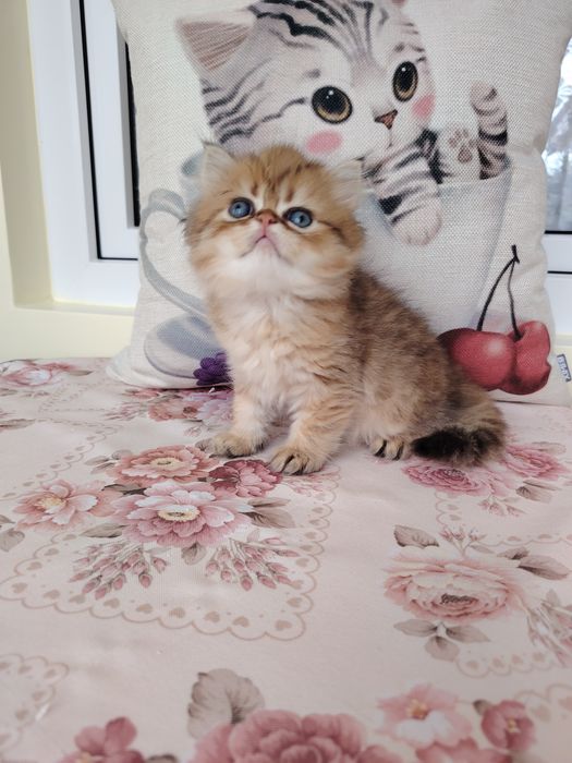 Pisica persana cu pedigree