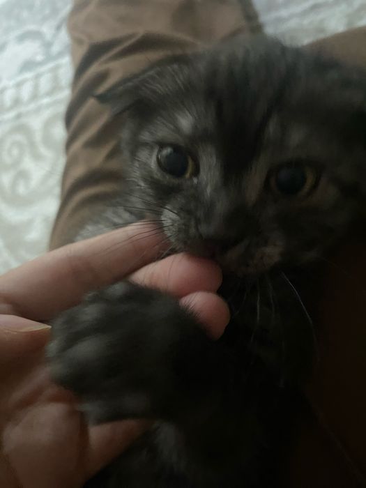 Вислоухая котенок