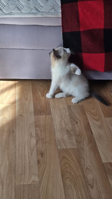 Отдам котенка, девочка