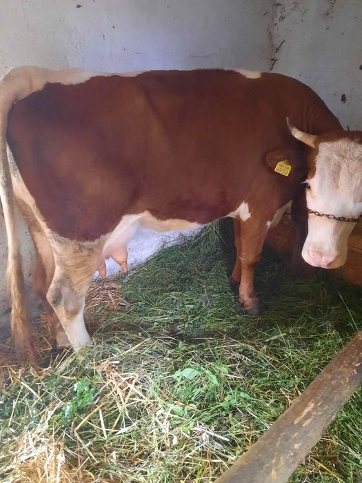 Vând vaca  de 4 ani cu vițel de 4 săptămâni