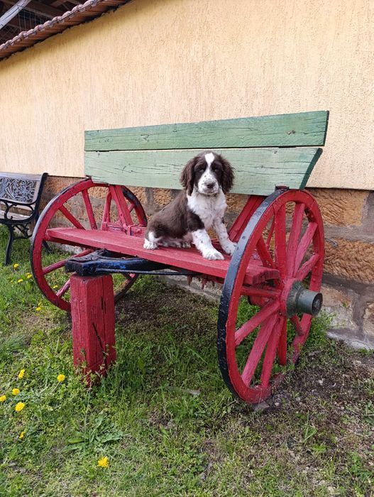 ШПРИНГЕР шпанол мъжко