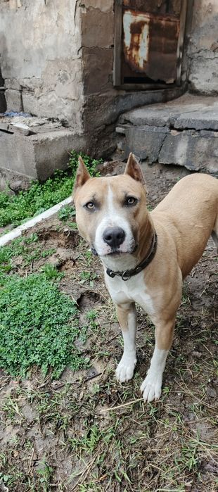 Stafer kuchuk 7 oylik toza oyin qaroq