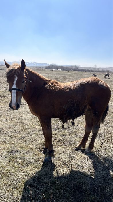 Тайлар сатылады.