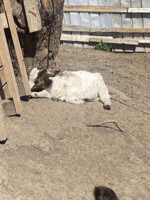 Vand 10 capre bune de lapte.