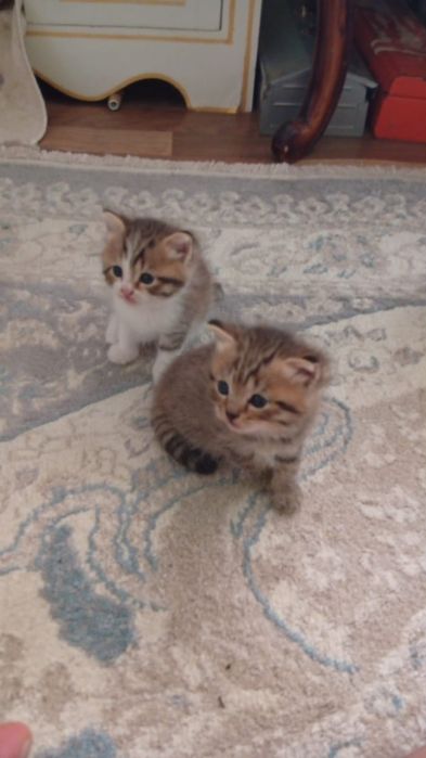 Продам вислоухих котят