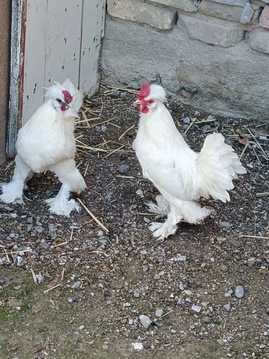 Zotdor yapon xurōzchalar sotiladi