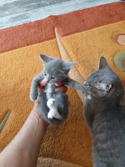 Котейки два месеца