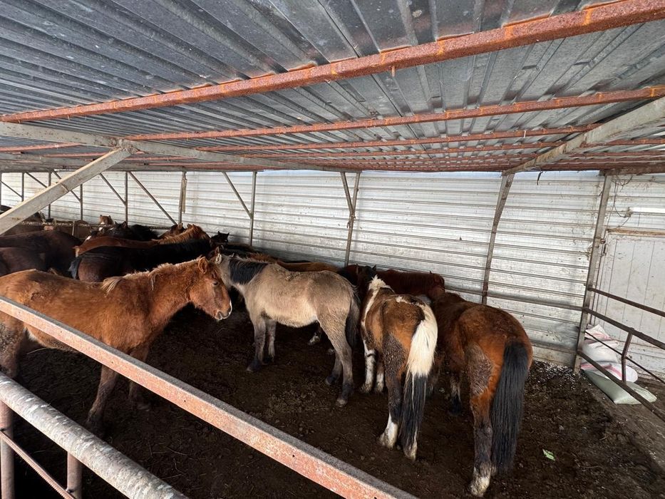 Лошади,Тай,Кунан,Донен.