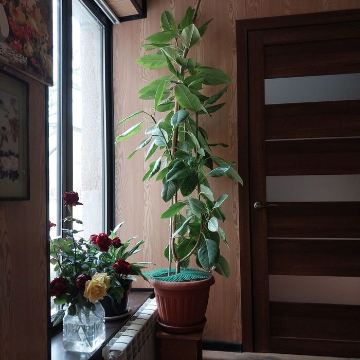 Фикус каучуконосный