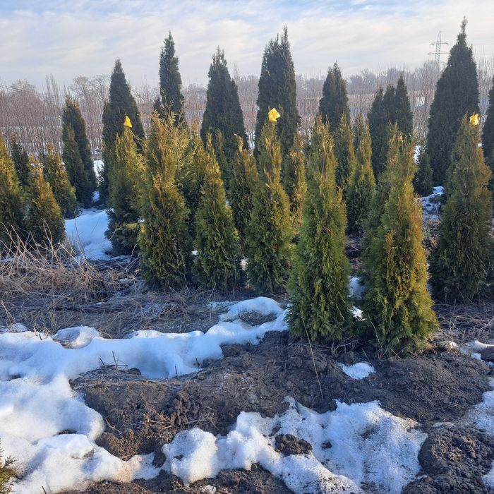 Туи,смаракт,бробан.