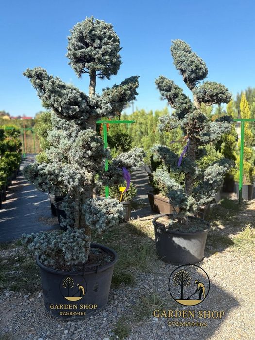 Vând plante ornamentale la preț mic