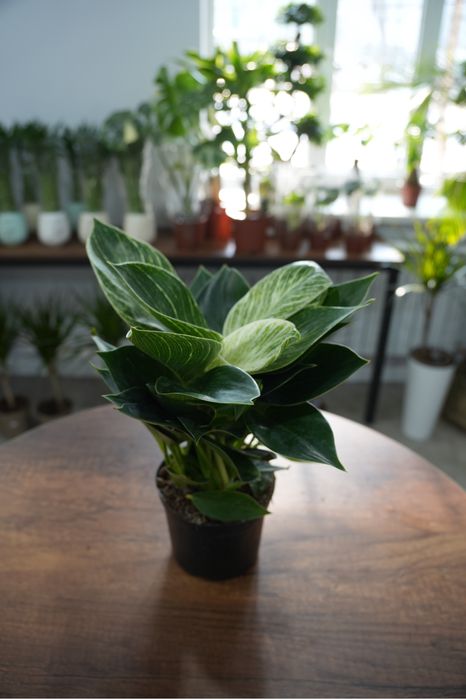 Филодендрон Платинум Даймонд