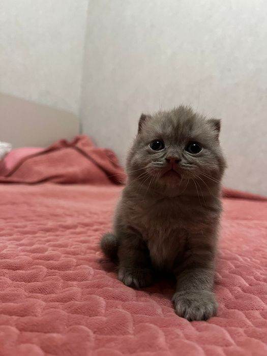 Котята Вислоухие Шотладцы