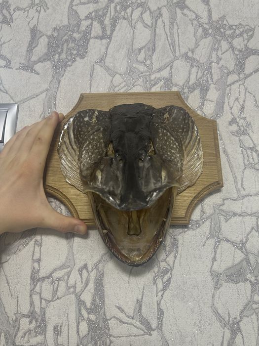 Продам сувенир из трофейной щуки