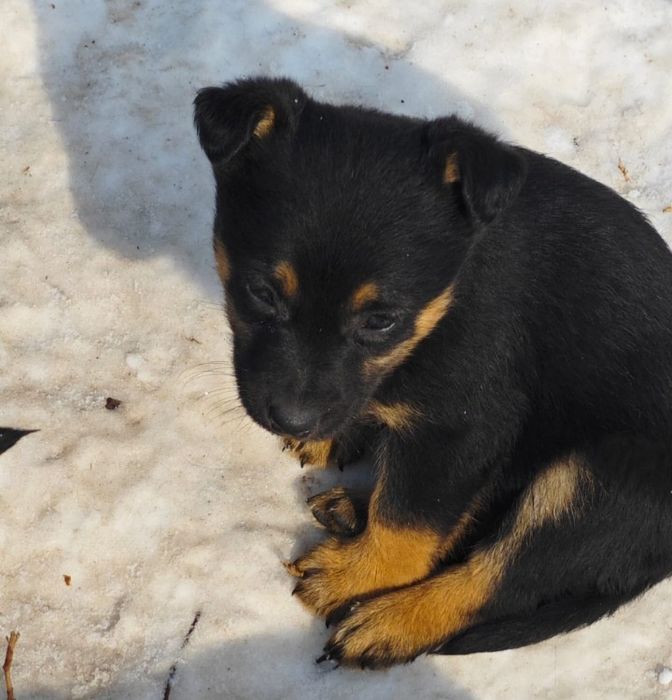 Отдам  щенят даром