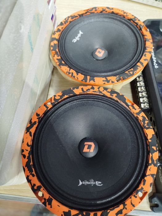 Kalonka Dlavdio barakuda