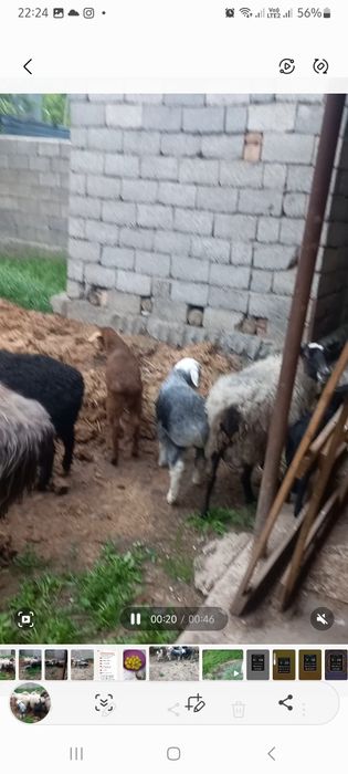 Срочно сатылады 7 бас