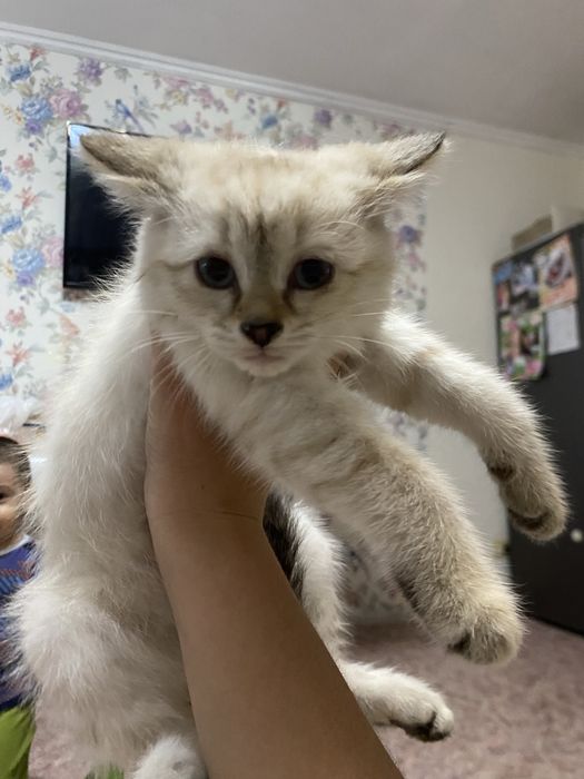 Отдам в добрые руки котят