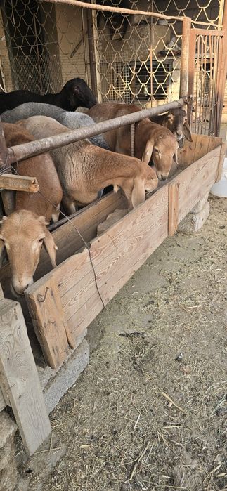 Арашан зотли йирик кочкор зот олиш учун сотилади