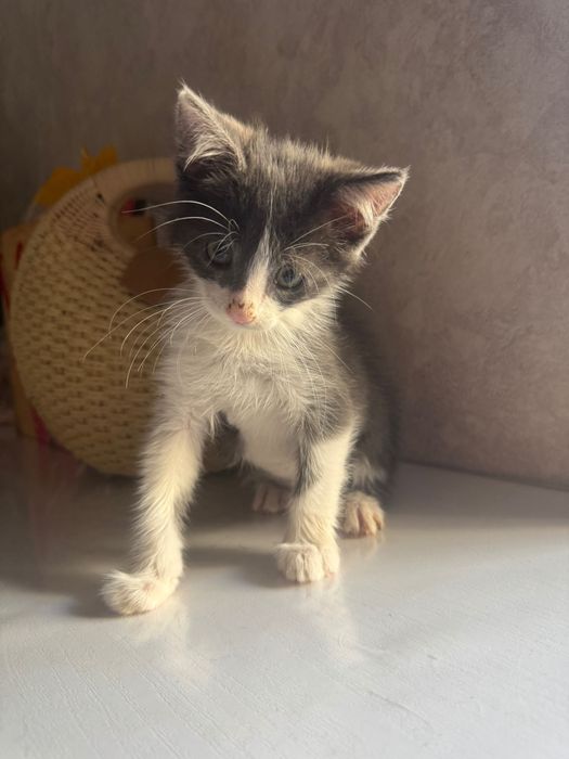 Котенок (мальчик) в добрые руки