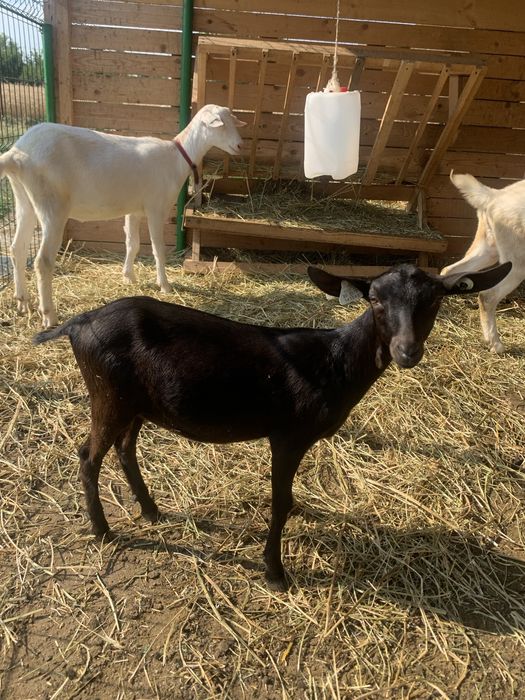 Capre saanen si murciano granadina