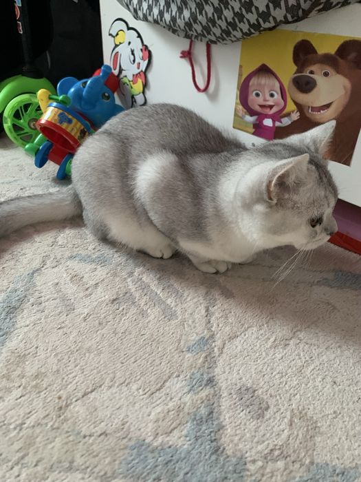 Продам котенка пародистый