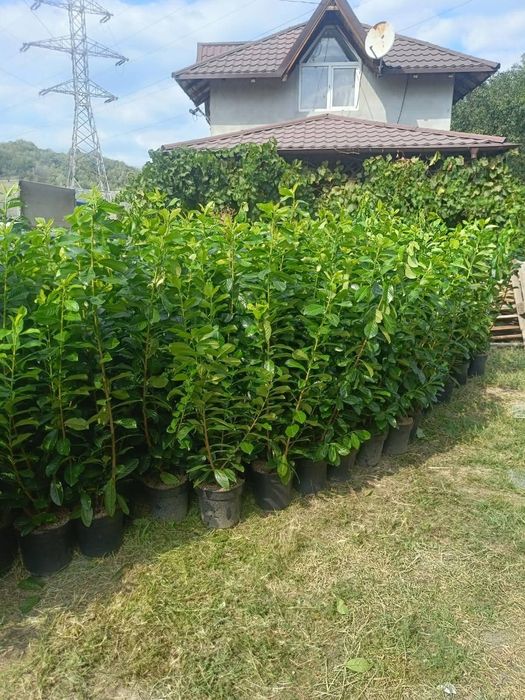 Vindem plante ornamentale preț bun transport gratuit la domiciliu