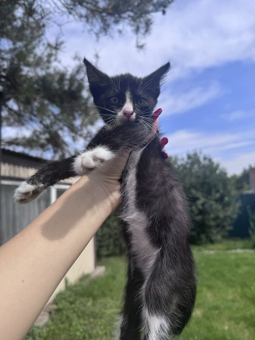 Котята мальчик и девочка