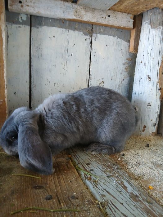 Vând masculi Berbec German!