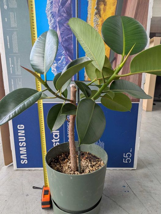 Ficus 2 ani Planta decorativa cu ghiveci