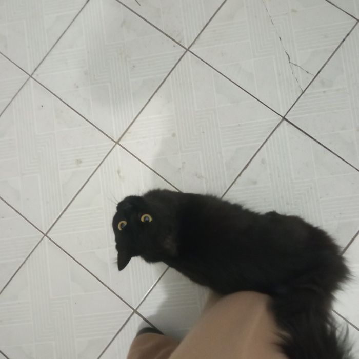 Отдам кошку черную