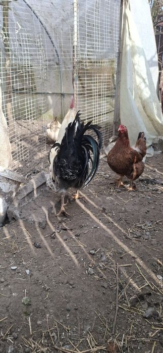 Vand cocoși de țară