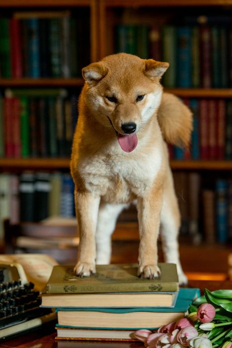 Сиба Ину кобель для вязки