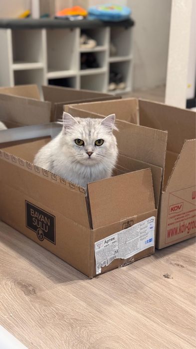 Кошка шотландская