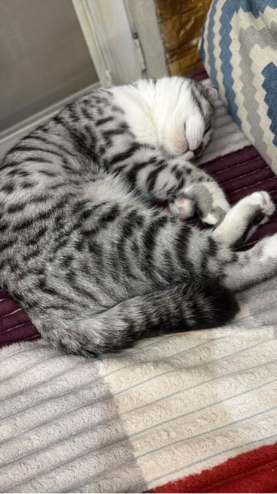 Кот ищет кошку для вязки