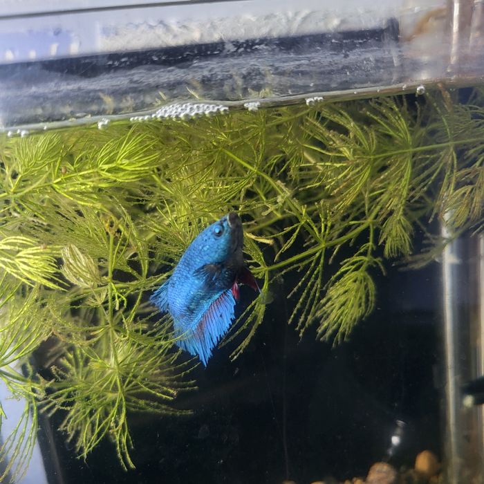 Akvarium 7-8 litrlik