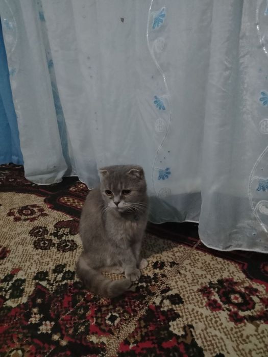 Scottish fold mushuk sotiladi!