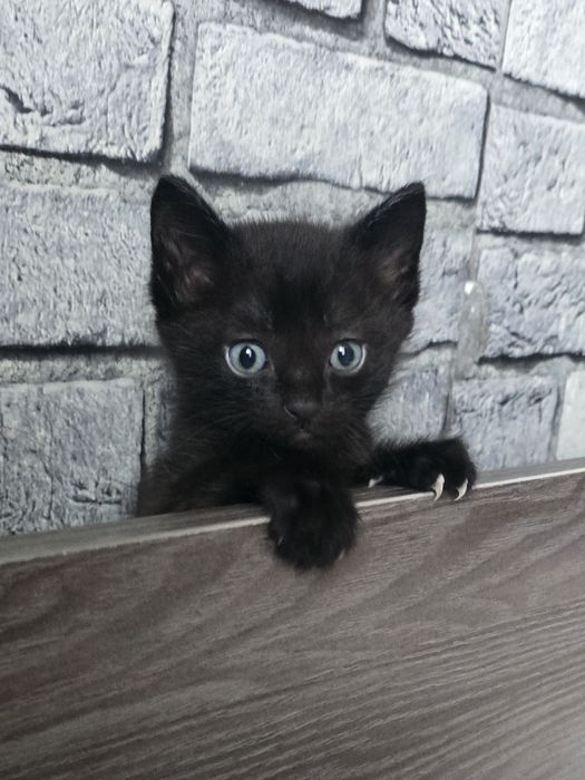 Отдаём котенка в добрые руки