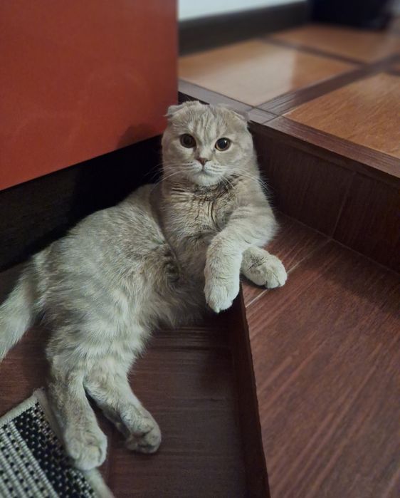 Вислоухая шотландка